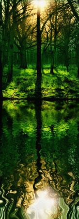 Forest Reflections